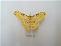 藏品(黃豹天蠶蛾)的圖片